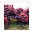 紅楓樹苗供應5公分