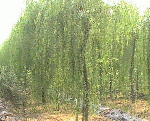 垂柳