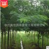 合歡樹苗 庭院花卉植物芙蓉樹 絨花樹苗合歡苗合歡小苗遮陰樹木