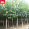 基地出售國槐樹 優(yōu)質(zhì)綠化樹木批發(fā) 規(guī)格齊全 綠化防護樹國槐