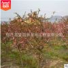 批發(fā)垂絲海棠小苗 大規(guī)格垂絲海棠工程苗 垂絲海棠樹苗基地