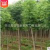 基地出售國槐樹 優(yōu)質(zhì)綠化樹木批發(fā) 規(guī)格齊全 綠化防護樹國槐