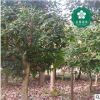 宜昌枸骨 鳥不宿貓兒刺老虎刺園林綠化工程苗木批發