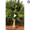 小葉榕基地直銷 園林景觀工程供應 品種齊全產地批發工程綠化苗木