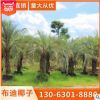布迪椰子基地批發 （3M-6M） 質量保證專業種植直銷
