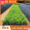 九里香 七里香 多種規(guī)格 批發(fā)供應(yīng) 綠化木 凈化空氣 基地批發(fā)直銷