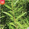 臺灣相思基地直銷大葉相思 風(fēng)景樹 綠化樹木 保質(zhì)保量 園林綠化種