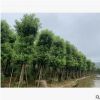 樟樹15-20cm袋苗常綠行道樹香樟中山基地直銷