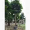 苗圃直銷秋楓 大型觀葉易種植苗木
