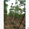 木棉 袋苗 市政綠化工程苗 攀枝花 中山花木基地直銷