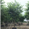 紅花紫荊18-20分假植苗樓盤行道樹洋紫荊中山基地直銷