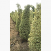 花葉榕柱 高200-220厘米袋苗 中山苗木基地批發