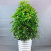 鴨腳木鴨掌木盆栽植物室內(nèi)大型招財(cái)樹(shù)客廳八方來(lái)財(cái)凈化空氣搖錢樹(shù)