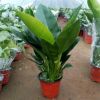 四季長(zhǎng)青大葉綠鉆 金鉆紅鉆植物大型盆栽 清除甲醛客廳大型盆栽除