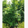 鷹爪花 觀花盆栽