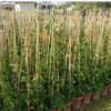 藤本植物盆栽炮仗花 庭院垂直綠化攀援花木
