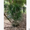 大型綠植盆栽造型龍血樹高250-300cm步步高基地直銷