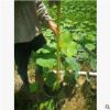 水生植物荷花高50-80cm盆苗基地直銷