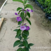 棚架墻體綠化紫花盆栽蒜香藤 園林攀援苗木批發(fā)