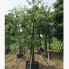 美麗異木棉18-20cm多花行道樹假植苗美人樹中山基地直接
