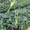 批發(fā)小盆栽龜背竹 基地直銷市政地被綠植袋苗
