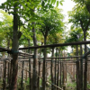 桃花心 袋苗 市政綠化工程 中山苗木基地批發(fā)