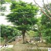 廠家直銷盆栽和順樹 批發(fā)多種規(guī)格大型常綠苗木鵝腎木