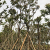 中山苗木基地供應(yīng) 麻楝 各種規(guī)格袋苗
