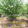 叢生木槿 紫荊 木槿花苗 木槿小苗 規格全 基地工程綠化苗直銷