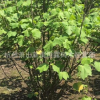 供應叢生木芙蓉 分枝5枝以上 重瓣花形木芙蓉