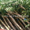 紫薇 各種規格 品種齊全 大量供應 紫薇 行道樹