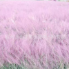 粉黛亂子草 盆栽 基地直銷 多年生暖季型草本 高檔觀賞草