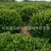 大葉黃楊球 色塊 各種規格 品種齊全 量大優惠 冬青