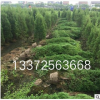 檜柏 基地直銷 小龍柏 各種規格 品種齊全 灑金柏 鋪地柏
