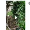 供應(yīng)高速公路工程 鐵路工程——夾竹桃及各類綠化 粉花夾竹桃