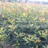 紅葉石楠地被 優(yōu)質(zhì)紅葉石楠小毛球基地直銷 紅葉石楠杯苗