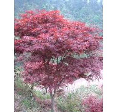 優質紅楓