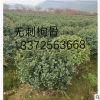 本基地常年大量供應(yīng)綠化無刺構(gòu)骨球黃楊大葉黃楊球臘梅金邊黃楊