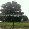 廣玉蘭樹 紫玉蘭 紅玉蘭 白玉蘭 黃玉蘭 嫁接玉蘭樹綠化樹批發(fā)
