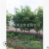 雞爪槭 1-20公分 灌木 喬木 行道樹 規(guī)格齊全 園林 綠化 蕭山苗