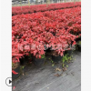 火焰南天竹 大小 都有 品種 規格 齊全 園林 綠化 景觀 樹木 直銷