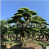 榆樹樁 精品 造型 綠化 工程 庭院 花卉 蕭山 苗木 苗圃 直銷