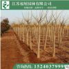 金葉槐 綠化工程苗木批發