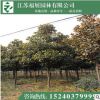 廣玉蘭 常綠喬木 行道樹 園林綠化工程苗批發