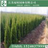 批發塔柏 蜀檜 檜柏 高速公路專用 30--350cm 綠籬圍墻墓地使用