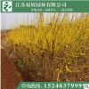 批發連翹叢生苗 黃老虎小苗 多分枝連翹 基地直銷