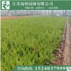 龍柏苗 小龍柏 基地直銷 綠化苗木 量大從優