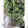 法國冬青 綠籬 庭院 籬笆墻 四季常青 樹形 飽滿 精致 蕭山 苗木