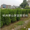 塔柏 檜柏 品種 規格 齊全 造型好 精品苗 苗圃