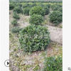 茶梅球  品種 規格 齊全 土球好 冠幅好 園林 綠化苗